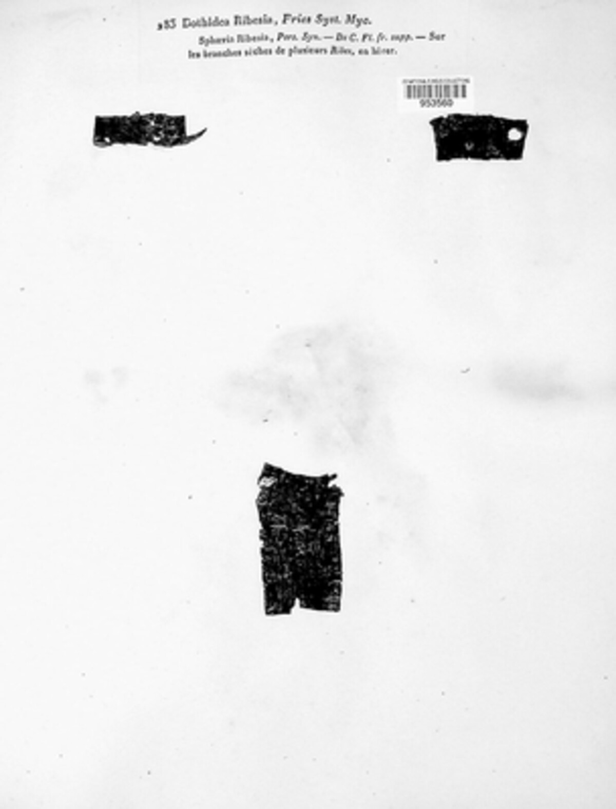 Dothiora image